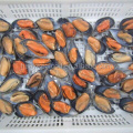 cheap shellfish frozen fresh half shell mussel meat